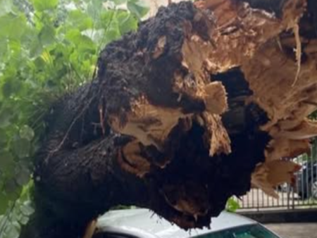 Дърво падна върху кола в центъра на Русе
