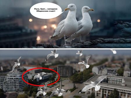 Бургаските гларуси отвръщат на удара!