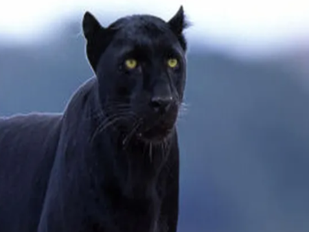 Властите със спешен ход заради звяра