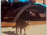 Котка краде кренвирши от туристи на плажа и става хит във Фейсбук