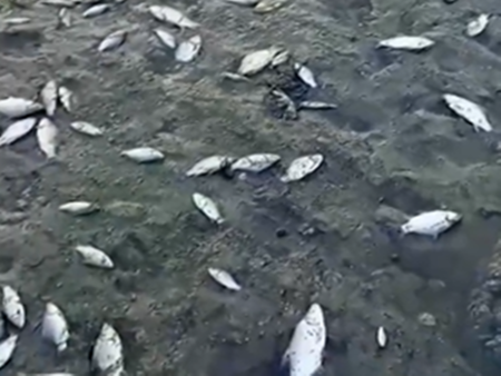 Стратегически водоем се напълни с мъртва риба, заплашен е от пресъхване