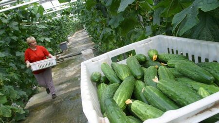 Градинар ми разкри кои сортове краставици да засеем през юли за богата реколта