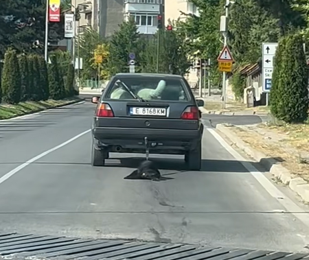 Мъж влачи куче с кола по улицата, трябвало да потича (ВИДЕО 18+)