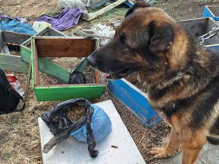 Кучето Бим откри близо килограм канабис в пчелин край карнобатско село