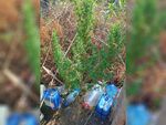 Британец от Кубадин хванат с буркани марихуана и конопена градина в двора