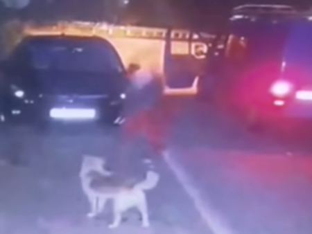 Криминално проявен мъж уби кучето на съседката си с един удар (ВИДЕО 18+)