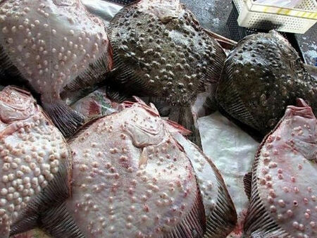 Такова чудо рибарите в Черно море не са виждали от години