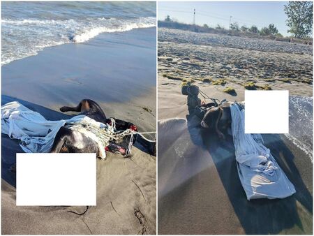 Гледка като от филм на ужасите на пясъка в Бургас, изплува обезобразен труп на куче