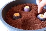 Заровете няколко смокини в саксия с пръст – и вижте какво ще се случи!