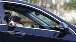 Българка е глобена с 1000 евро в Гърция, оставила кучето си затворено в кола