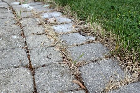 Ако в градината или пред блока видите това, използвайте тези домашни средства, за да се отървете