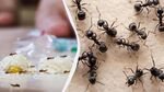 Цял живот ще съм благодарна на съседката, която с прост трик ме отърва от досадните мравки