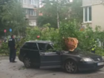 Дърво размаза кола в голям роден град