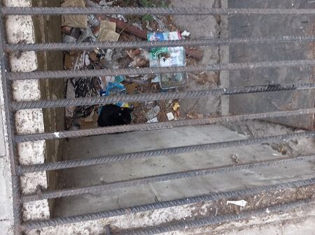 Внимание! Малко черно коте бедства в затворена шахта в бургаския ж.к."Възраждане" от два дни