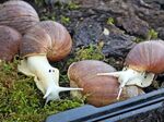 Гигантски африкански охлюви във Варна