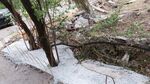 Строителна фирма бетонира 12 дървета в София - глобиха я