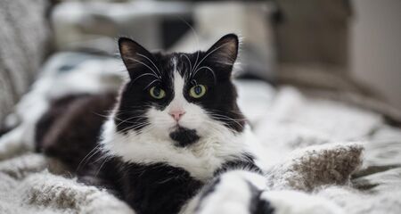 Никога не целувайте котката си!