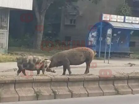 Шарени прасета по улиците на Русе