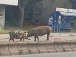 Шарени прасета по улиците на Русе