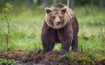 Мечки навлязоха в габровски села и нанесоха щети за хиляди левове