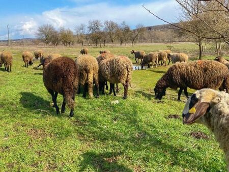 България яде вносно месо, само 37% от потреблението е родно производство