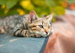 Ученички спасиха коте, покатерило се на 10-метров орех