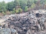 Ще изчезне ли генгерът, емблематичен за Айтоската планина?