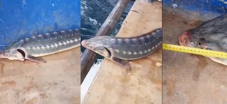 Огромна риба е уловена в Черно море