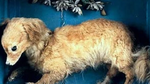 Историята на кучето Canis Vertigus и тайните на кучешките породи