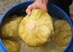 Всички допускат тези грешки при приготвянето на кисело зеле