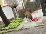 Ужасяваща сцена в кв. Долно Езерово, немска овчарка разкъсва котенце пред очите на дете