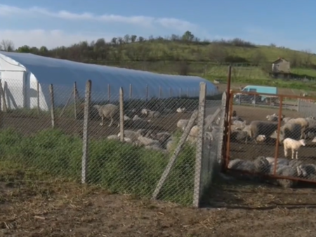 Потвърден случай на антракс в България, започват спешни мерки