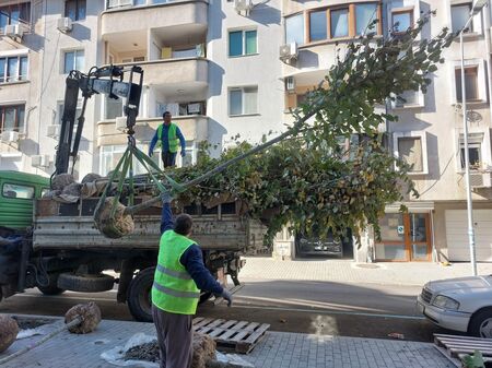 Засаждат 200 липи по ул. „Патриарх Евтимий“