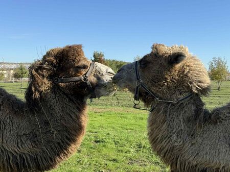 Три двугърби камили са новите обитатели на Зоопарк Бургас