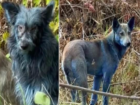 Сини кучета се появиха в Чернобил (ВИДЕО)