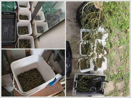 Ченгета разбиха мини плантация за марихуана в кв. Горно Езерово, прибраха в ареста Гошо