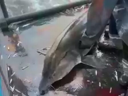 Рибарите от "Свети Никола 1" отказаха хиляди евро и освободиха гигантска есетра, оплела се в мрежите им