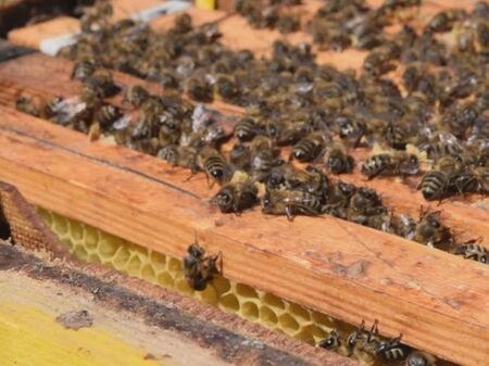 Пчелите умират, плодовете изчезват, руши ce природният баланс в България