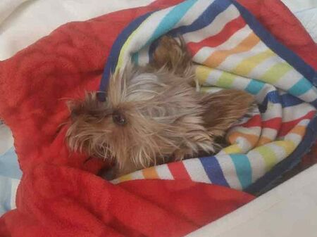 Цяло Крайморие е на крак, издирва кой "има пориви да убива"