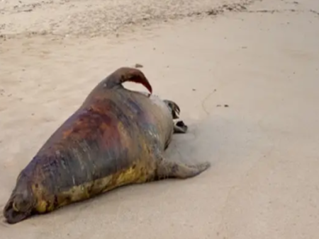 Откриха 112 мъртви тюлена