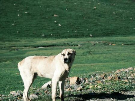 Изрод преби три овчарски кучета с тояга