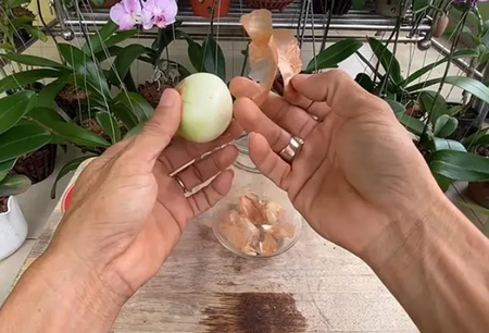 Орхидеите растат с часове и цъфтят през цялата година, трябва ви само глава лук!