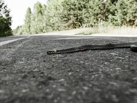 АПИ строи проходи за влечуги през пътищата за 1,5 млн. лв.