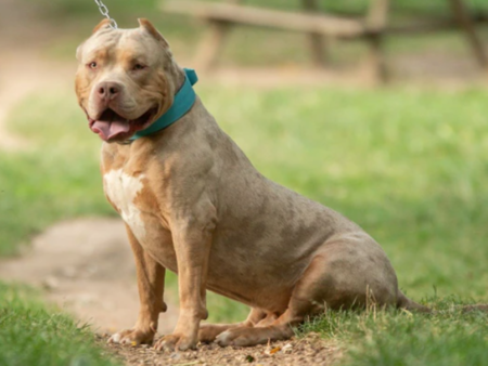 Куче уби 9-месечно бебе