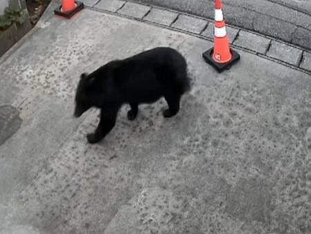 Голяма мечка реши да се разходи до мола, ръководството настръхна