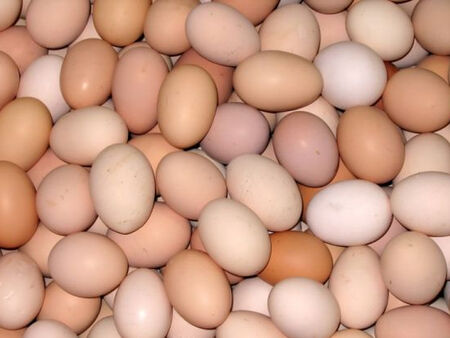 На бас, че не знаехте тези факти за яйцата