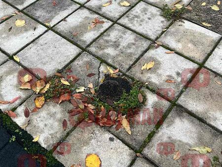 Община Бургас със светкавична реакция след алармата на Флагман.бг за голяма опасност в Морската градина