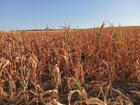 Сушата удари и по реколтата от царевица