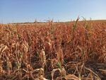Сушата удари и по реколтата от царевица