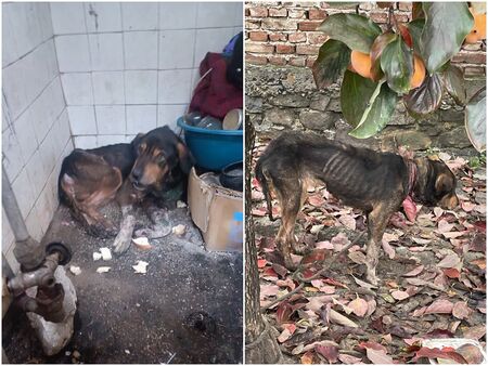 Смъртта на кучето Лора покруси граждани на Царево